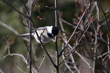 Chickadee in a Tree 2