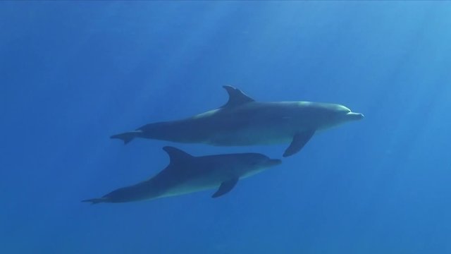 Delfin Mutter schwimmt mit Kalb