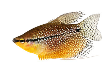 Pearl gourami Trichopodus leerii freshwater aquarium fish 