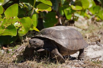 Florida Turtle