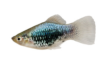 Platy Neon Blue Wagtail Xiphophorus Maculatus Mickey Mouse Platy aquarium fish 