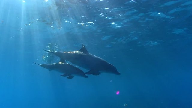 Delfin Mutter schwimmt mit Kalb im Flachwasser mit Sonnenstrahlen