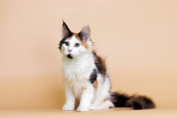 tri-color kitty maine coon on a beige background