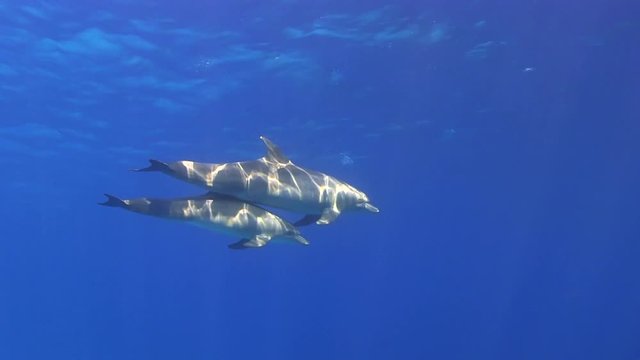 Delfin Mutter schwimmt mit Kalb im Flachwasser mit Sonnenstrahlen im roten Meer