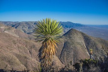 Cactus en la montaña, wirikuta, San Luís potosí