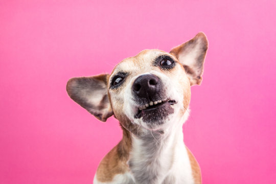 Funny dog disgust, denial, disagreement face. Don't like that. grins teeth pet. Pink background. Fun mood