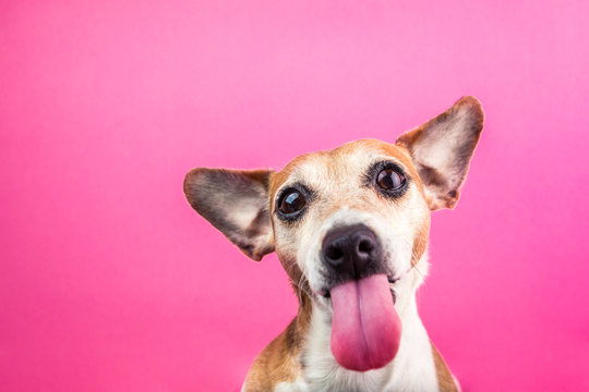 Adorable small dog with long tongue. Jack Russell terrier funny portrait. bully face. Pink background