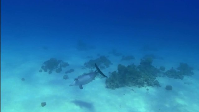 Delfin Kalb spielt und schwimmt im Roten Meer