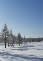 Wintry landscape with frosty trees and blue sky. Sunny day, cold weather.