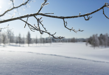 Frosty tree branches against sunny and blue sky. Wintry landscape in the background out of focus.