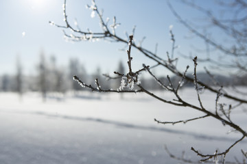 Fototapeta na wymiar Frosty tree branches against sunny and blue sky. Wintry landscape in the background out of focus.