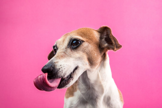 Dog with long tongue. Pink background. Funny happy pet portrait