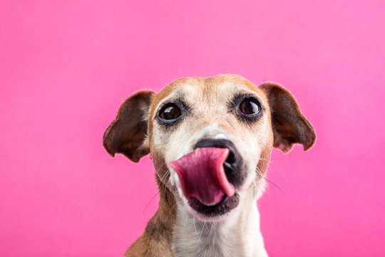 Licking dog portrait on pink background. Jack russell terrier silly face