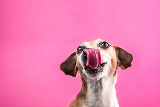 Happy smiling dog face with long tongue. Licking pet waiting for food. Amazing dog portrait
