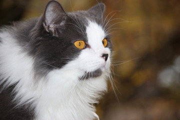 Portrait of this cat with yellow eyes