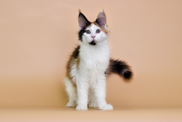 tri-color kitty maine coon on a beige background