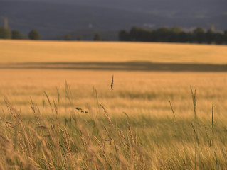 Landschaft mit Getreidefeld