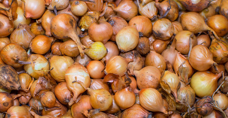 Many onions bulbs on a pile.