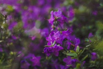 Obraz premium The Petunia is an annual plant, very suitable for hanging baskets, window boxes and any sort of container.