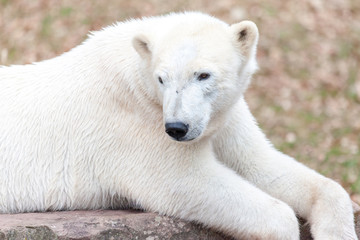 a head portrait of an ice bear