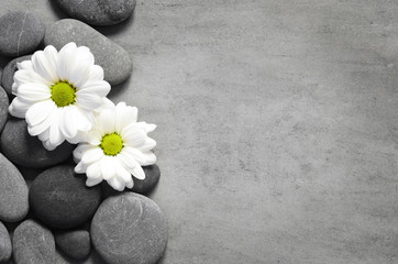 Fototapeta na wymiar Set of white flowers on grey stones