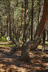 Dancing forest at Curonian Spit. Kaliningrad Oblast. Russia