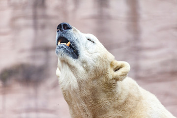 a head portrait of an ice bear