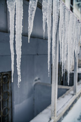close-up of melting icicles in spring