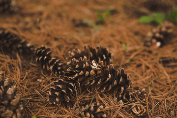 Wedding wedding rings on beautiful background, selective focus, macro