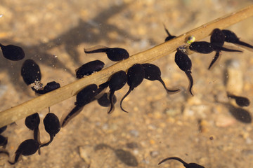 Many tadpoles swim on the water
