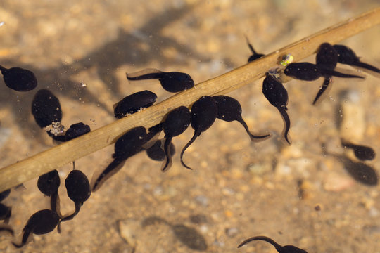 おたまじゃくし の画像 9 034 件の Stock 写真 ベクターおよびビデオ Adobe Stock