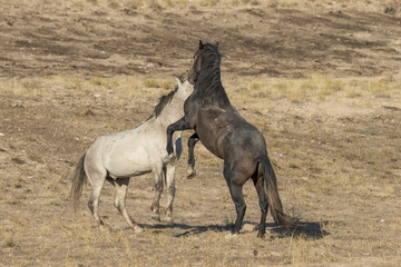 Wild Horse Stallions Fighting