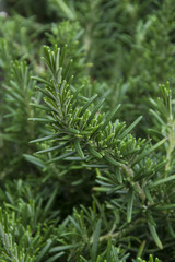 Rosemary healthy herb, natural gardening