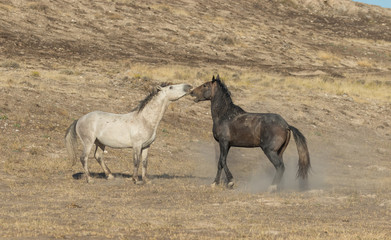 Wild Horse Stallions Fighting