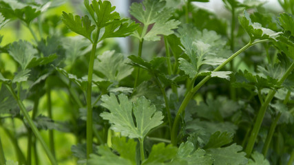 Parsley green herb