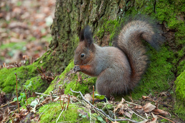 a squirrel in nature, a tree in moss, a wildlife background