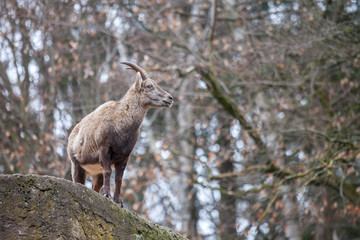 Naklejka na ściany i meble an brown ibex in a stone park