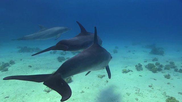 Delfine schwimmen über Meeresgrund im Roten Meer