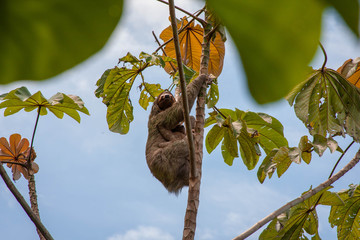 Sloth  © Ali