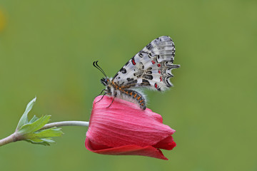 Orman fistosu :  Zerynthia cerisyi © mylasa