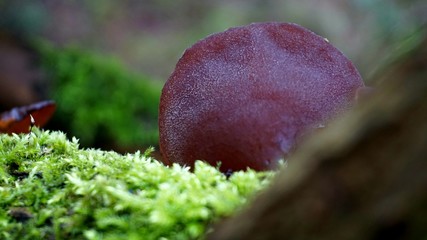 Mushroom in the woods