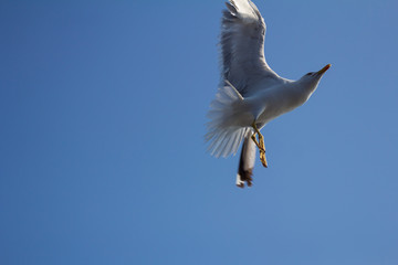 Seagull in flight