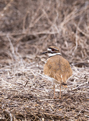 Killdeer