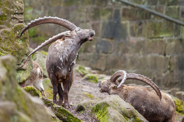an brown ibex in a stone park
