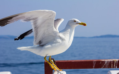 Seagull standing on the railing