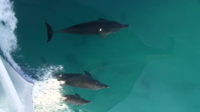 Delfinfamilie schwimmt vor Tauchboot mit Welle im Roten Meer