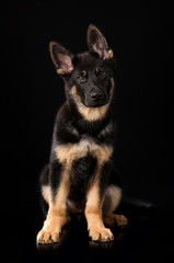 Schäferhundwelpe auf schwarzem Hintergrund