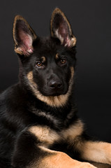 Liegender Schäferhundwelpe auf schwarzem Hintergrund