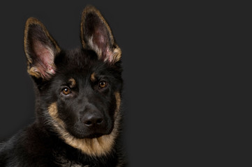 Schäferhundwelpe auf schwarzem Hintergrund