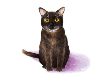 Burmese cat. Portrait painted in watercolor. Burmese cat is sitting on a white background. Wool of dark cognac color. Watercolor illustration.